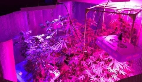 Police find $30,000 drug crop in feedlot-invading activist’s home