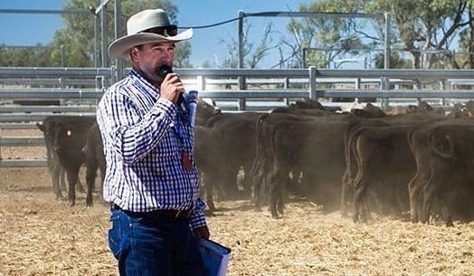 Poll Wagyu breeding program making rapid progress