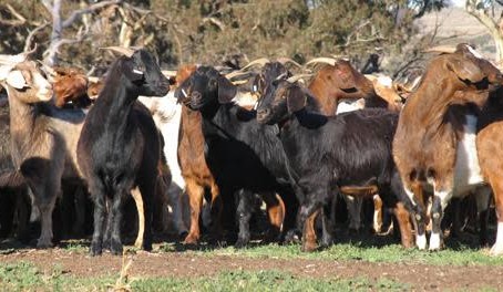 Goat market comes off the boil as prices drop 15pc