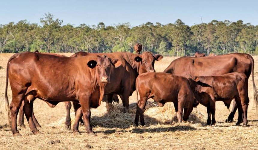 Weekly genetics review: Why does cow weight matter?