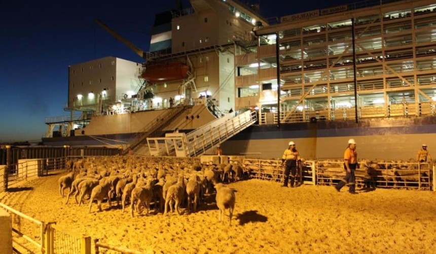 Coalition election win met with relief across livestock export trade