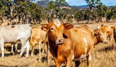 Qld police seek help over unlawful killing of cattle