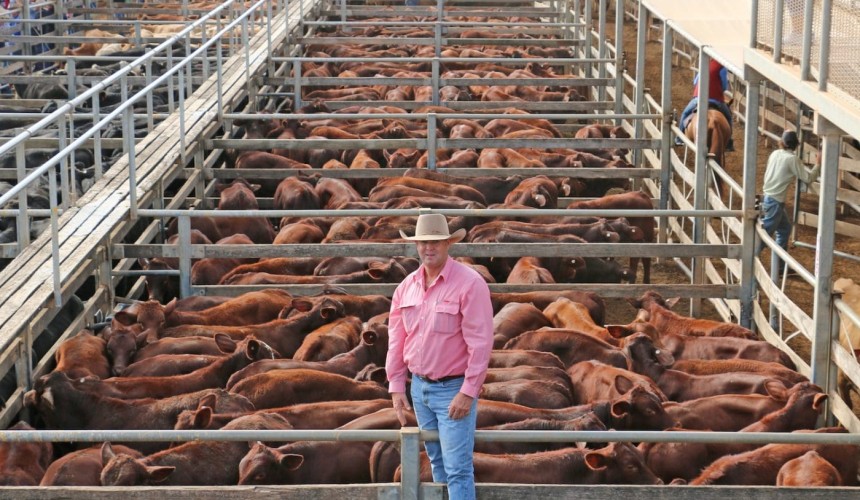 Roma store sale 21 May: Steers dominate 4072 head yarding