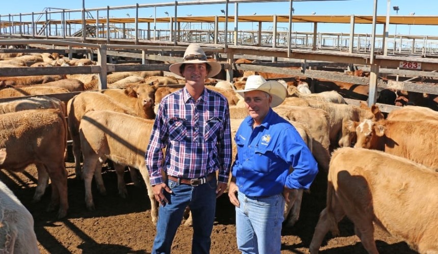 Roma store sale 7 May: Heifers dearer in 4558 head yarding