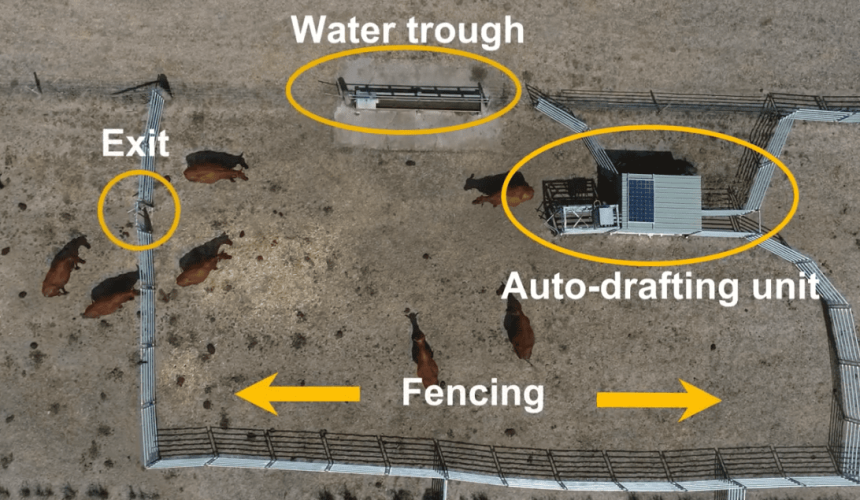 Automatic calf drafter taking shape + VIDEO