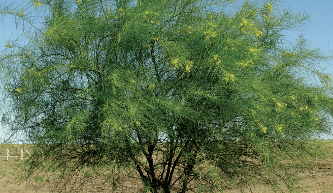 New eco-friendly solution to  fight Parkinsonia
