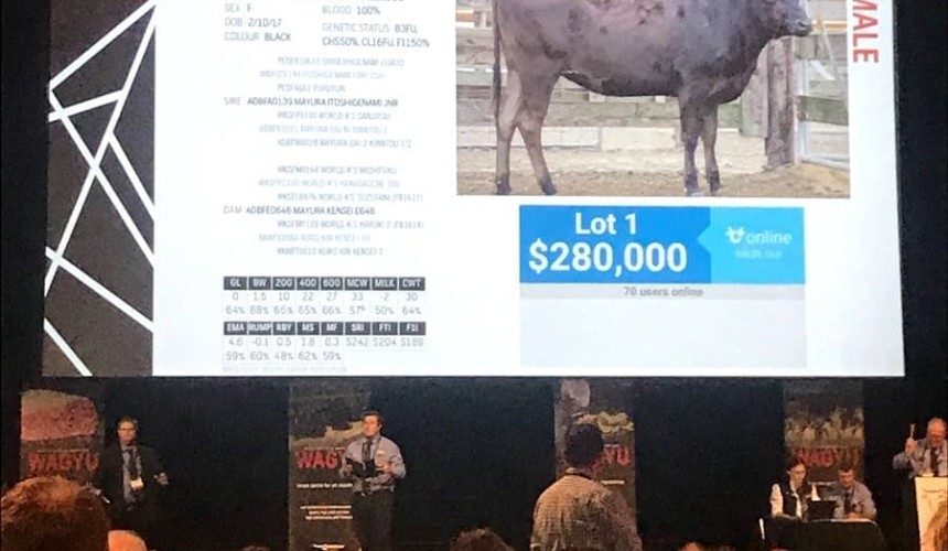 Records smashed as buyers re-define the value of elite females in Wagyu genetics sale