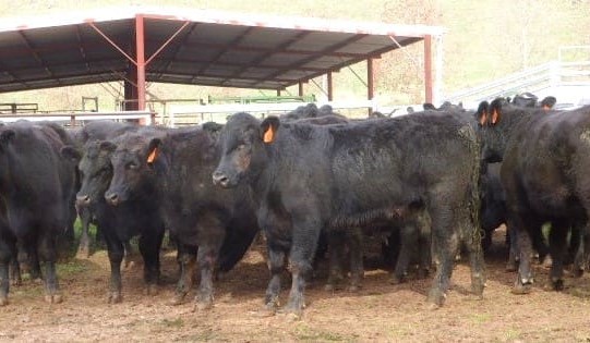 Yearling and grown steers average 303c/kg in larger AuctionsPlus offering
