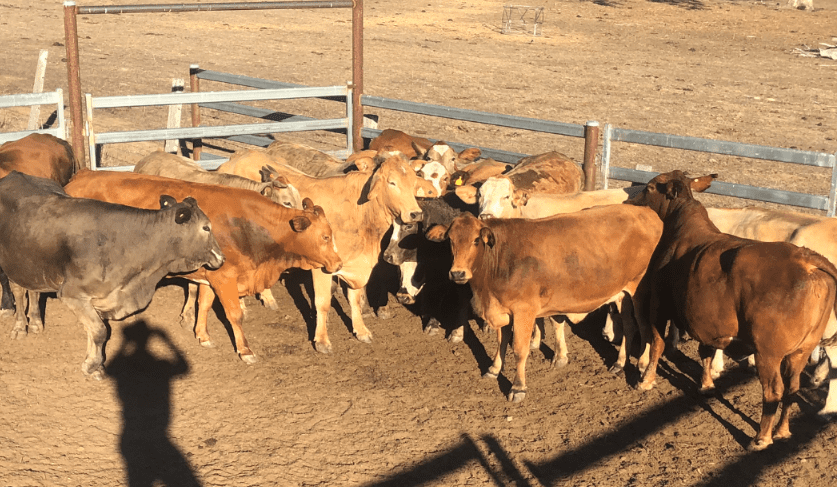 Young cattle prices slip in larger AuctionsPlus offering