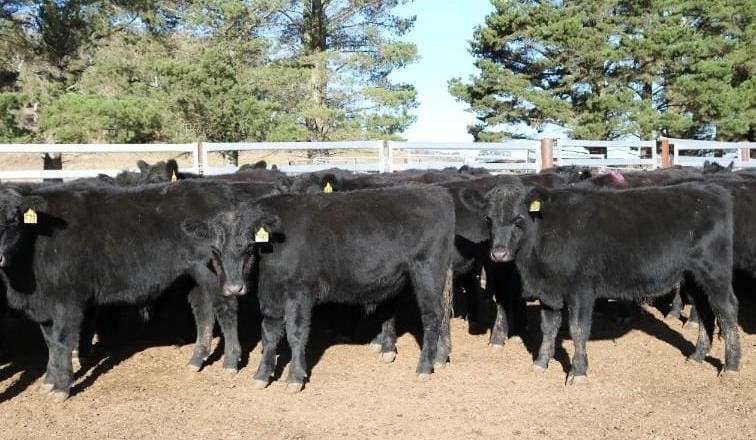 Dry winter prospect impacts prices and clearance on AuctionsPlus