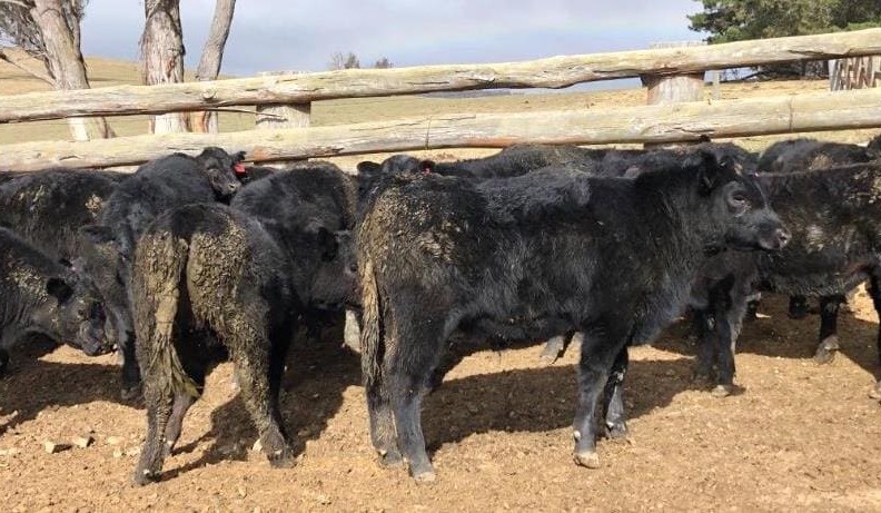 Big drops in lighter steer market on AuctionsPlus