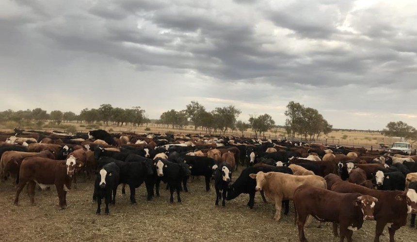 Paddock to Palate: Champion Station cattle live up to name
