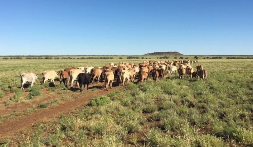 Weekly Property Review: Boulia region is sweet country, no Boulia about it