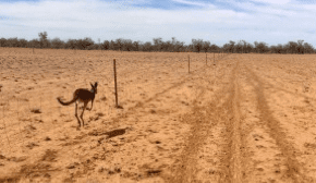 Controlling kangaroos is essential to increase carbon flows