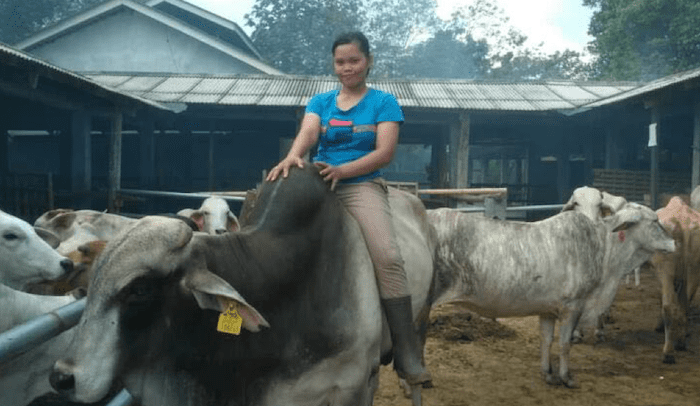 Laporan Pasar: Industri Daging Sapi Asia Tenggara – Mei 2019