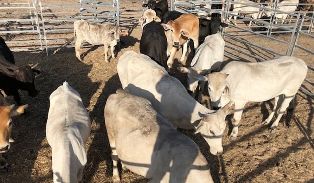 Rural crime: Campdraft theft | Missing Qld steers | NSW animal cruelty fine