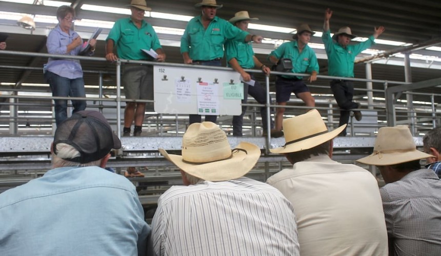 Lotfeeders, restockers competing hard as annual southern weaners sales progress