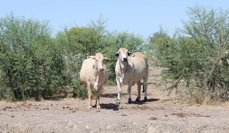 Weekly property review: How much does a woody weed problem impact grazing land value?