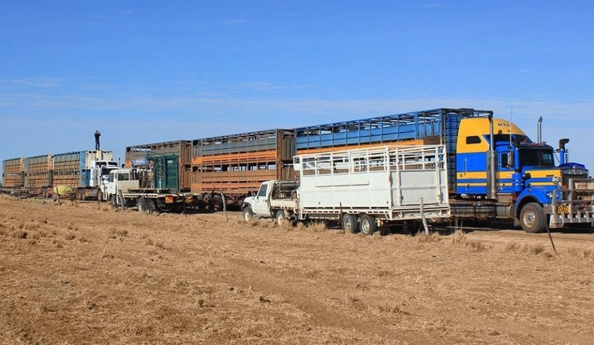 Barkly drought destock operations might top 750,000 head