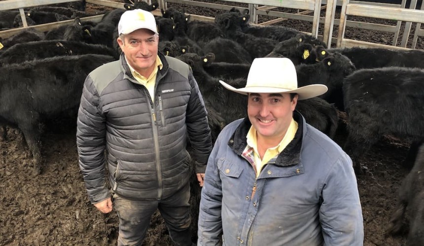 Murray Arnel: Fair result for inaugural Ray White Wodonga sale + southern market wrap