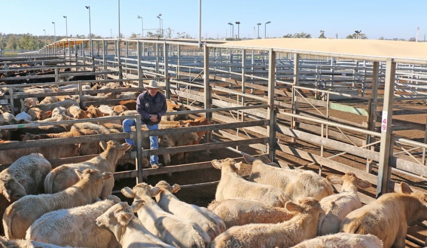 Roma store sale 5 June 2019: Quality steer rates lift