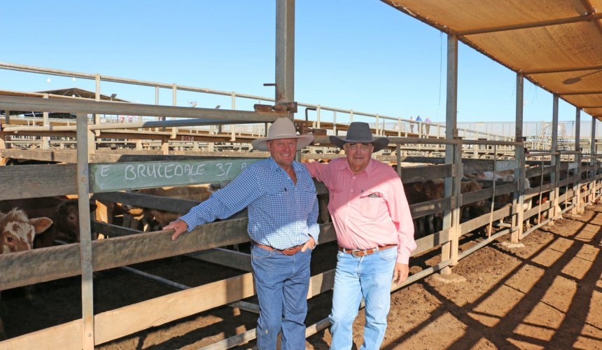 Roma store sale 12 June 2019: Heifer rates lift