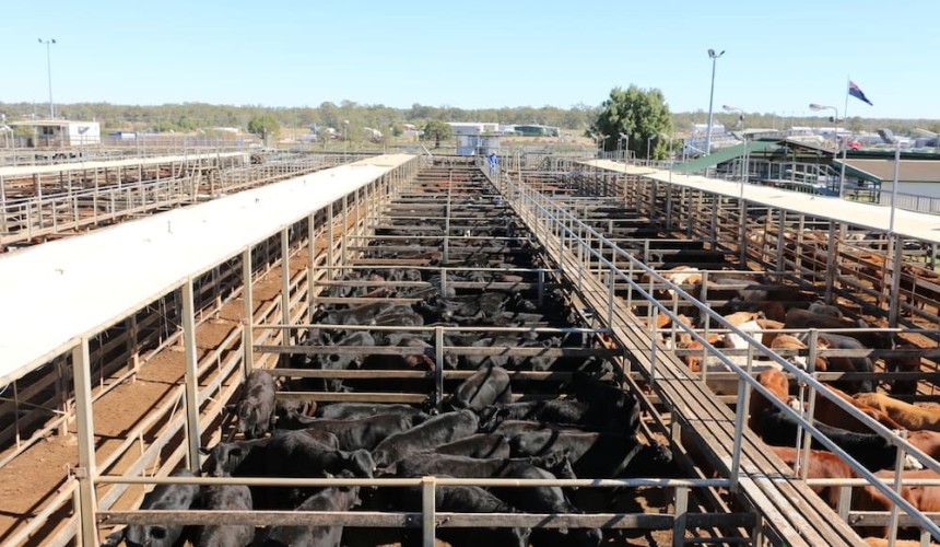 Roma store sale 23 June: Prices kick with restocker and feeder demand