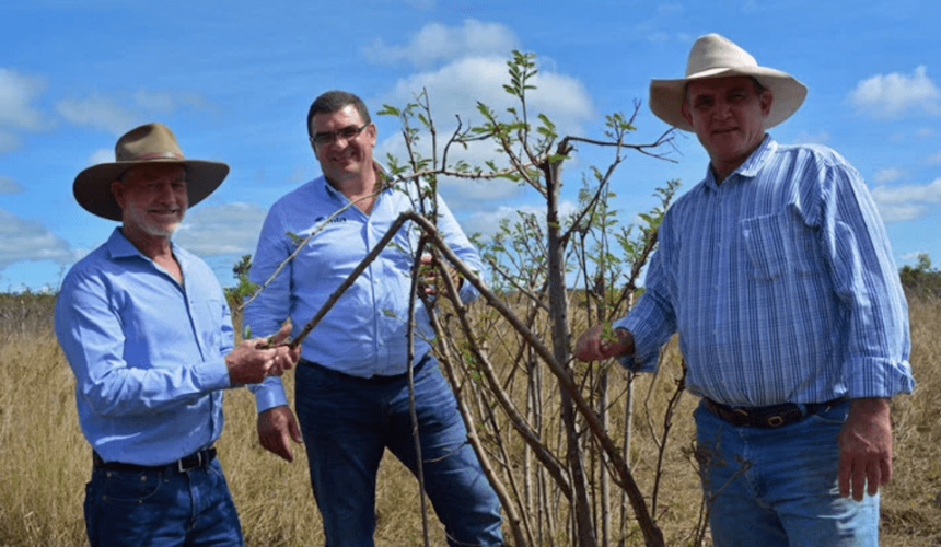 New Redlands Leucaena ‘game changer’ for north