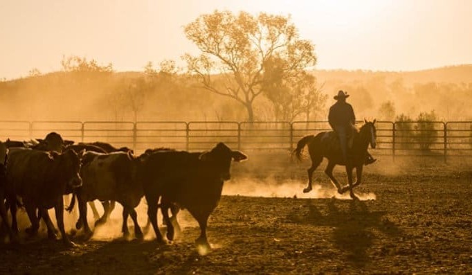 New cattle tick incursion in Qld’s tick free-zone – UPDATED