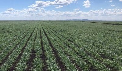 Feedgrain Focus: CQ wheat guides new-crop pricing