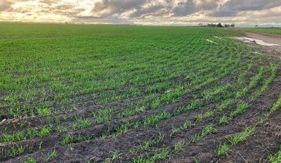 Feedgrain Focus:  Diverging seasons split wheat, barley market