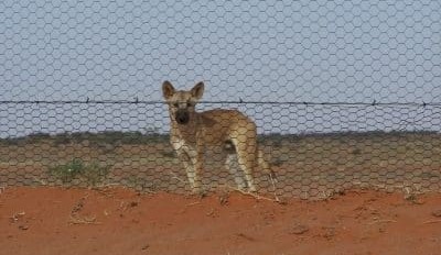 National Wild Dog Action Plan proves worth in review