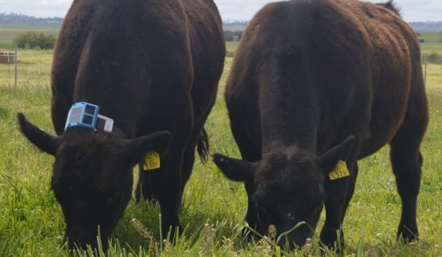 Agtech: eGrazor measuring cattle pasture intake