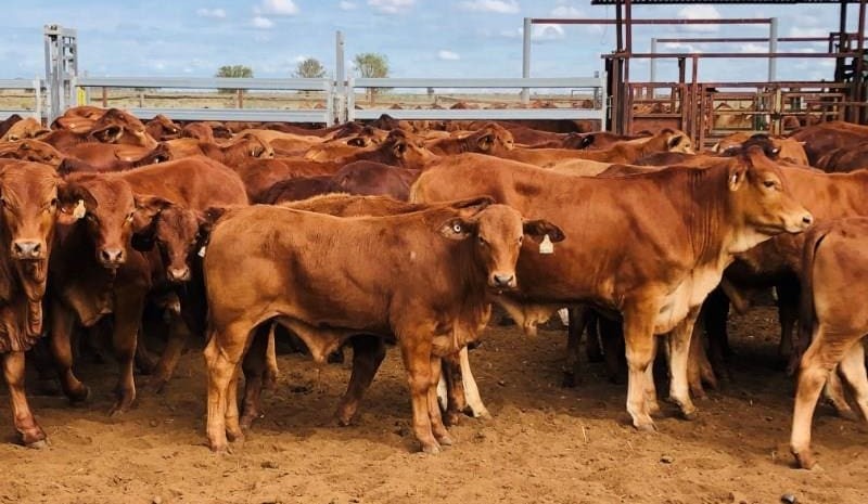 Young cattle prices lift in smaller AuctionsPlus offering