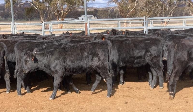 Joined females in strong demand in larger AuctionsPlus offering
