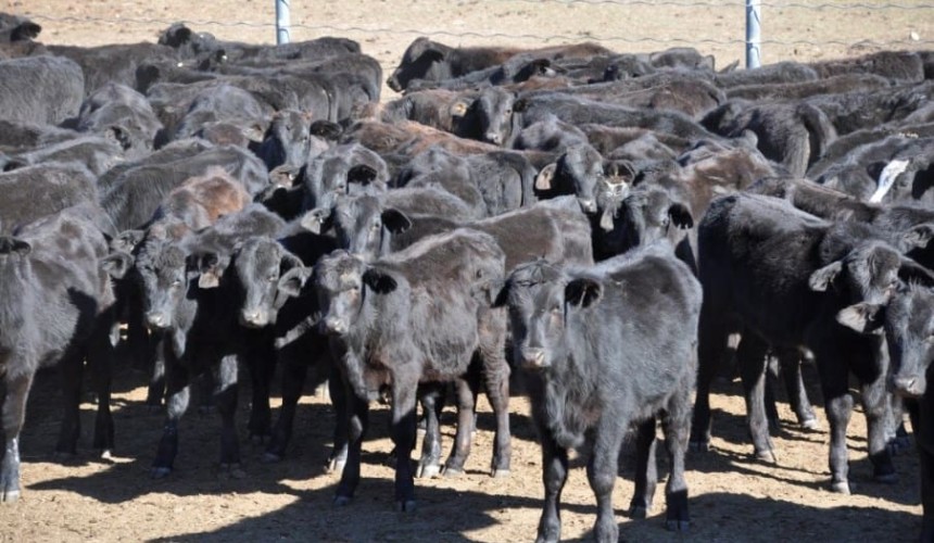 Southern operators continue to dominate AuctionsPlus buyer market