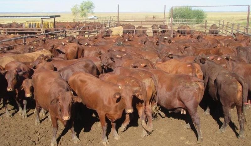 Young steer and heifer prices lift, in 8750 head AuctionsPlus offering