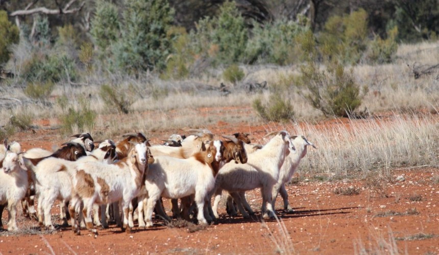 Big Ampi aiming to take goats to next level