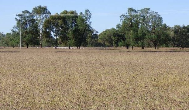 Buffel grass put on the Federal election agenda