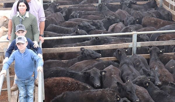 Roma store sale 9 July 2019:  Angus yearling weaners feature