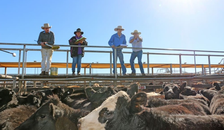 Roma store sale 22 Oct 2019:  Prices firm for steers, cows