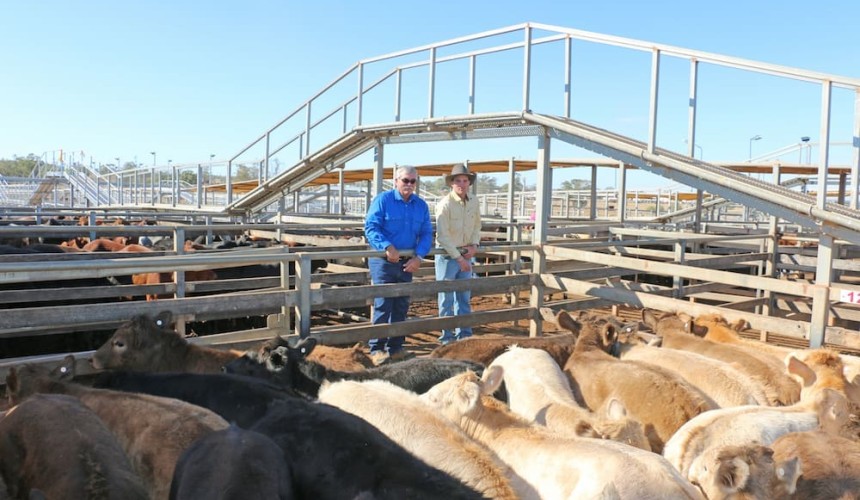 Roma store sale 30 July 2019: Firm market for 8147 head