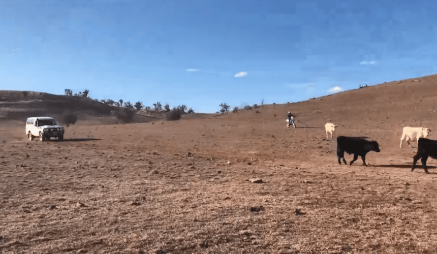 Cattle seized by police in fraud investigation