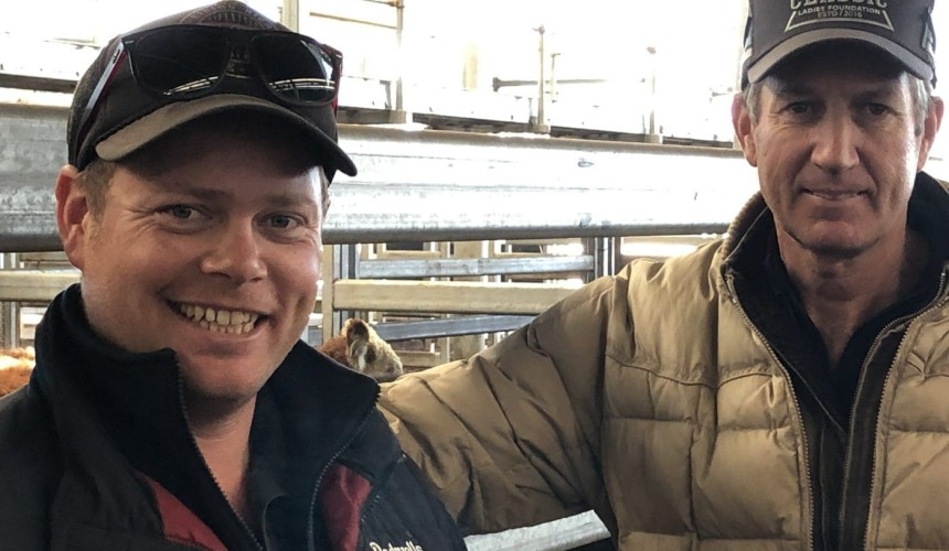 Murray Arnel: NVLX Wodonga – Small cattle values firm in plain yarding