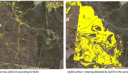 Beef sustainability group backs tree cover accounting approach