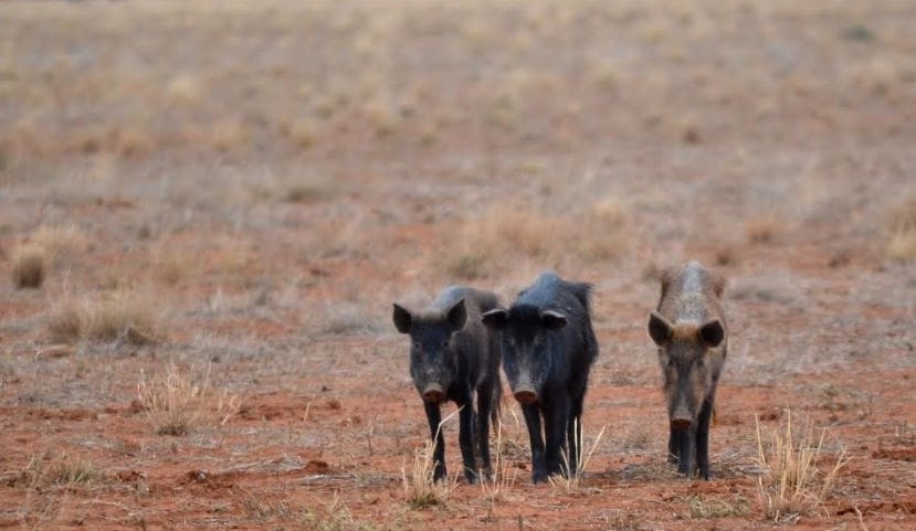 Prime time for feral pig control