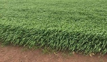 Feedgrain Focus: Limited grower selling supports new-crop