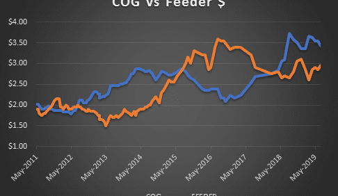 Loss narrows to $19/head in latest grainfed trading budget