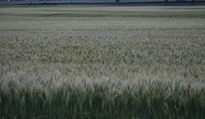 Fickle season confounds national crop estimates