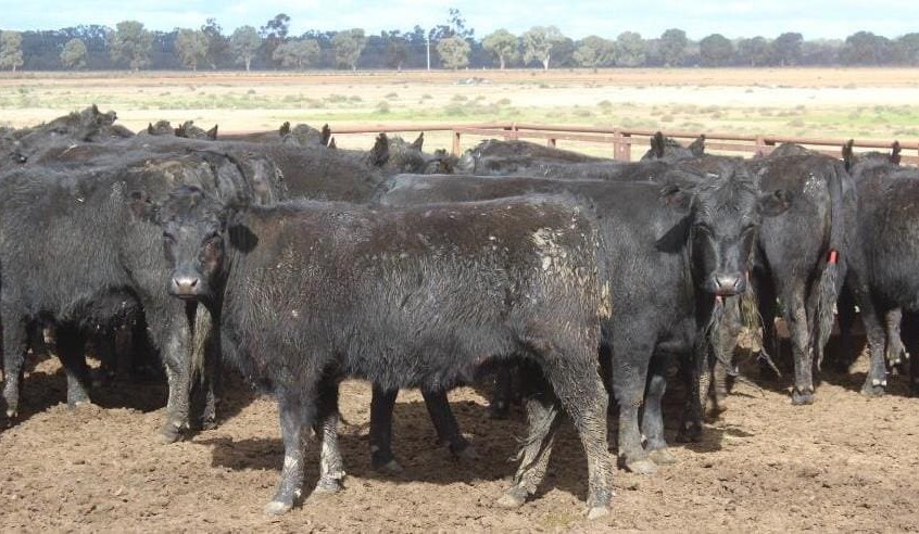 Weekly genetics review: Strategic decisions for replacement heifers during herd re-building